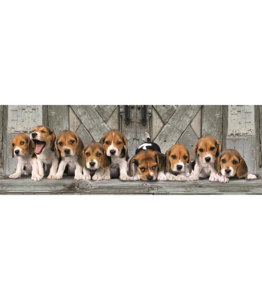 1000-panorama-beagles-compact-box (1).webp