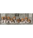 1000-panorama-beagles-compact-box (1).webp